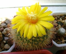 Parodia microsperma  Kr FG