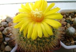 Parodia microsperma  Kr FG