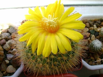 Parodia microsperma  Kr FG
