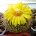 Parodia microsperma  Kr FG