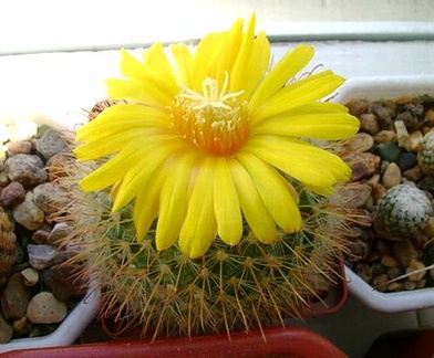Parodia microsperma  Kr FG