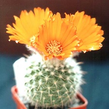 Parodia mutabilis