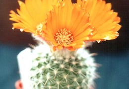 Parodia mutabilis