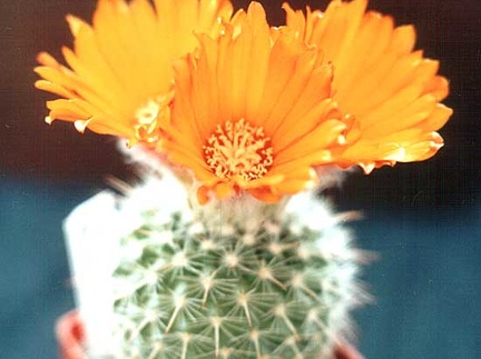 Parodia mutabilis