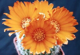 Parodia mutabilis2