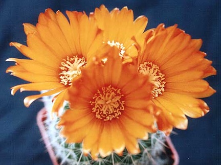 Parodia mutabilis2