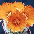 Parodia mutabilis2