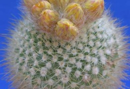 Parodia mutabilis Lira