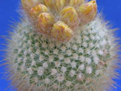Parodia mutabilis Lira