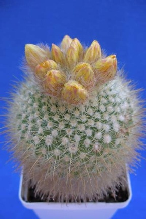 Parodia mutabilis Lira