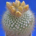 Parodia mutabilis Lira