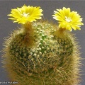Parodia mutabilis Lira FG