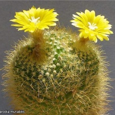 Parodia mutabilis Lira FG