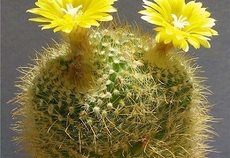 Parodia mutabilis Lira FG