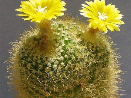 Parodia mutabilis Lira FG