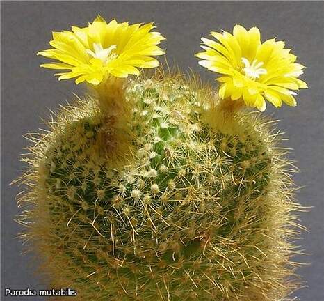 Parodia mutabilis Lira FG