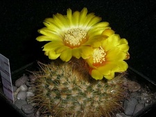Parodia mutabilis v  elegans Kazuin FG