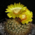 Parodia mutabilis v  elegans Kazuin FG