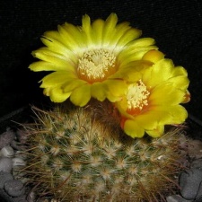 Parodia mutabilis v  elegans Kazuin FG