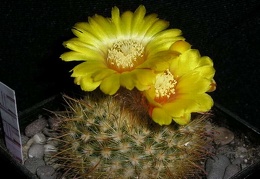 Parodia mutabilis v  elegans Kazuin FG