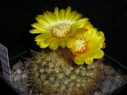 Parodia mutabilis v  elegans Kazuin FG
