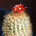 Parodia penicillata