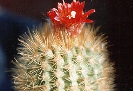 Parodia penicillata