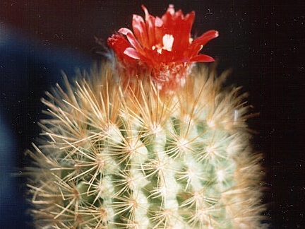 Parodia penicillata