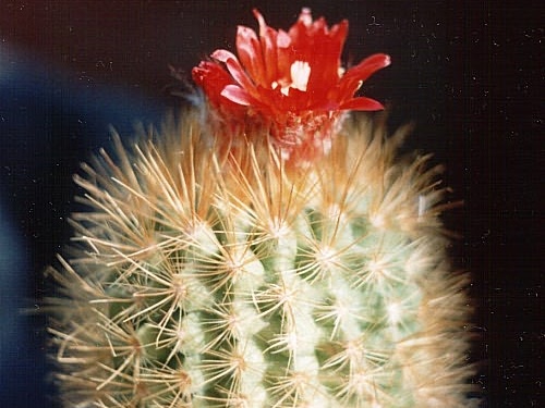 Parodia penicillata