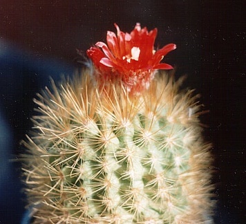 Parodia penicillata