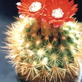 Parodia penicillata