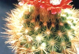 Parodia penicillata