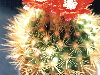 Parodia penicillata