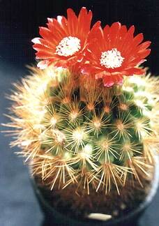 Parodia penicillata