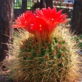 Parodia penicillata 001