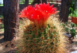 Parodia penicillata 001