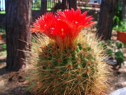 Parodia penicillata 001