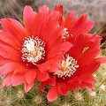 Parodia penicillata Bon FG