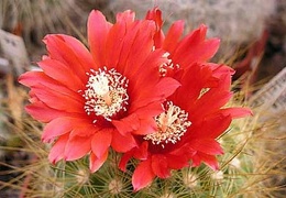 Parodia penicillata Bon FG