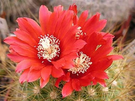 Parodia penicillata Bon FG