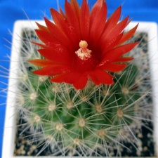 Parodia penicillata Lira