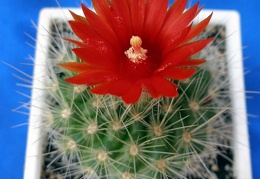 Parodia penicillata Lira