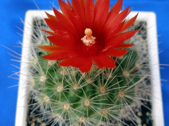 Parodia penicillata Lira