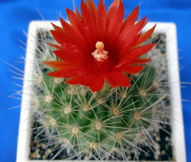 Parodia penicillata Lira