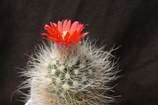 Parodia penicillata v nivosa Dar