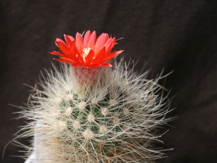 Parodia penicillata v  nivosa Dar