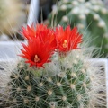 Parodia penicillata v  nivosa Sob