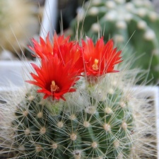 Parodia penicillata v  nivosa Sob