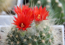 Parodia penicillata v  nivosa Sob