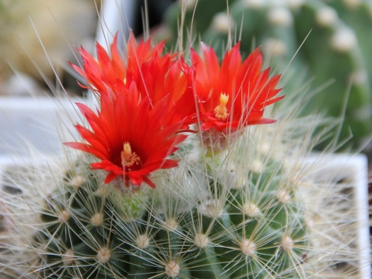 Parodia penicillata v  nivosa Sob